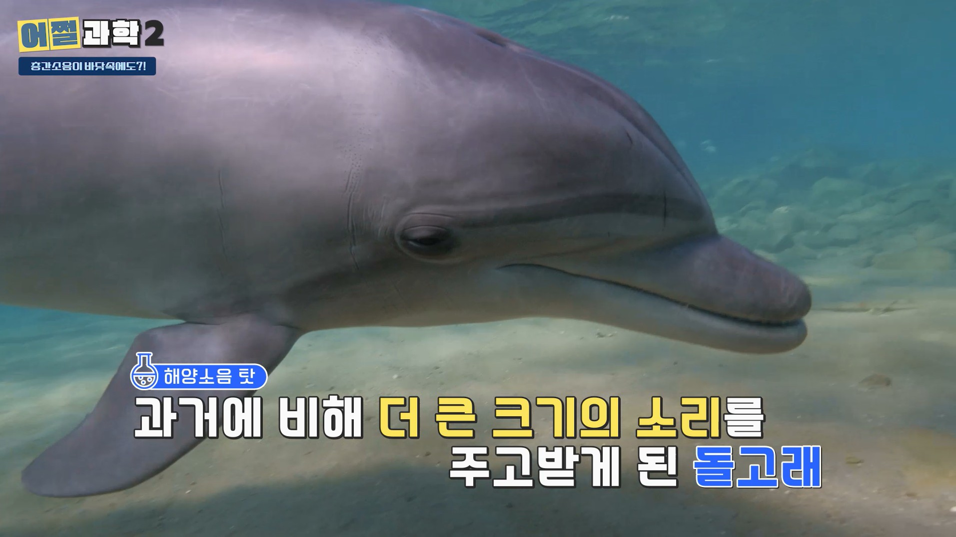 해양소음 탓 과거에 비해 더 큰 크기의 소리를 주고받게 된 돌고래